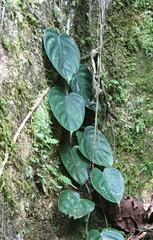 Philodendron ornatum