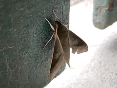 Xylophanes porcus