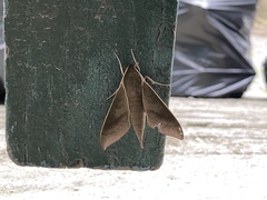 Xylophanes porcus