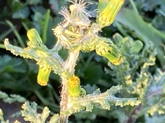 Puccinia lagenophorae