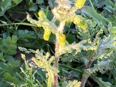 Puccinia lagenophorae