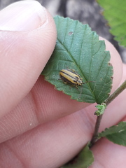 Xanthogaleruca luteola
