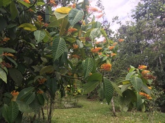 Palicourea guianensis