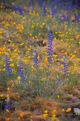 Lupinus benthamii