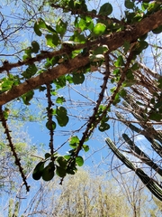 Randia obcordata