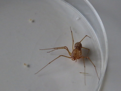 Scytodes univittata