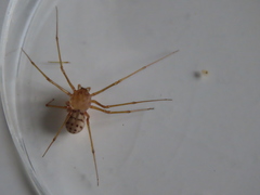Scytodes univittata