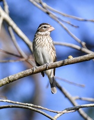 Pheucticus ludovicianus