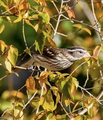 Pheucticus ludovicianus