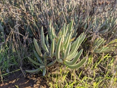 Dudleya attenuata attenuata