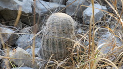 Echinocereus reichenbachii caespitosus