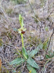 Ophrys sphegodes massiliensis