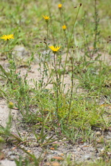Grindelia inuloides