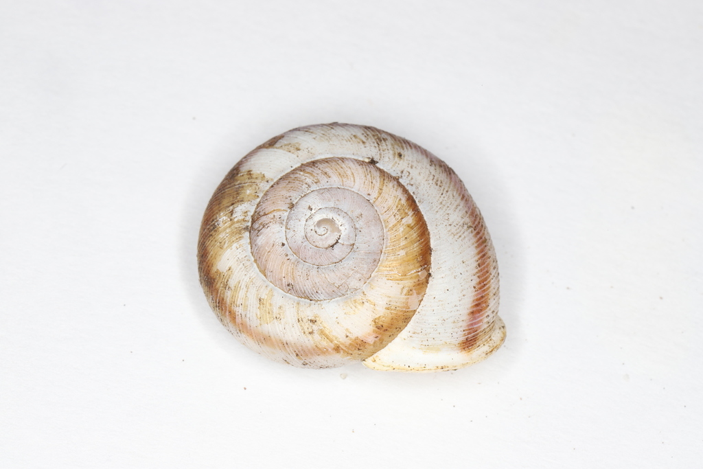 broad-banded forestsnail