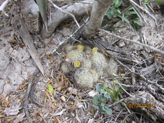 Mammillaria prolifera
