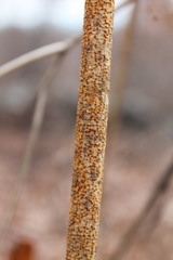 Aurantioporthe corni