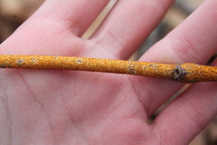 Aurantioporthe corni