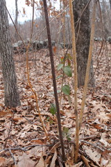 Aurantioporthe corni