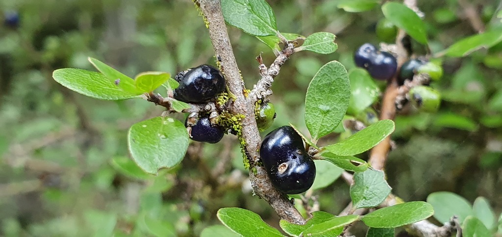 Coprosma wallii