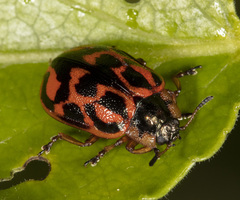 Chrysomela falsa