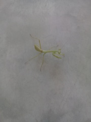 Stagmatoptera femoralis
