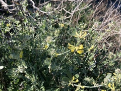 Acmispon dendroideus traskiae
