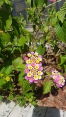 Lantana