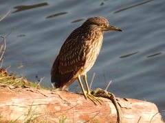 Nycticorax nycticorax