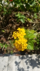 Lantana