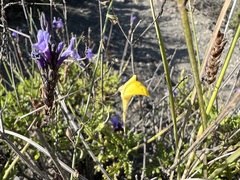 Nanorrhinum scoparium