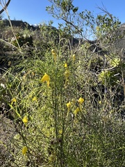 Nanorrhinum scoparium