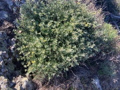 Acmispon dendroideus traskiae