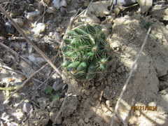 Mammillaria sphaerica