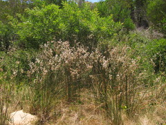 Androtrichum trigynum