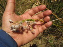 Androtrichum trigynum