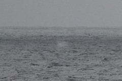 Eschrichtius robustus