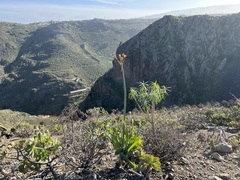 Pancratium canariense
