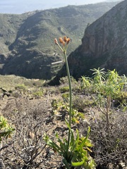 Pancratium canariense