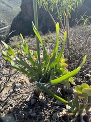Pancratium canariense