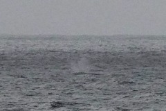 Eschrichtius robustus