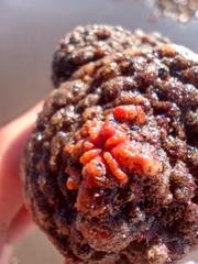 Pyura chilensis