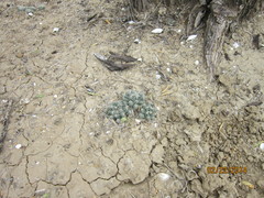 Coryphantha macromeris