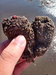 Pyura chilensis