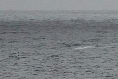 Eschrichtius robustus