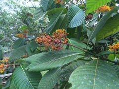 Palicourea guianensis