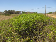 Lithraea brasiliensis