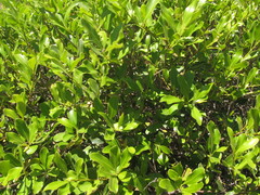 Lithraea brasiliensis