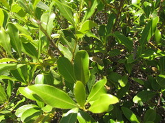 Lithraea brasiliensis