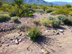 Penstemon bicolor roseus