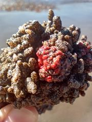Pyura chilensis
